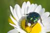 69853 – Photo : Joseph Rezeau – France (35)