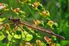 Platycnemis pennipes
