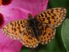 69280 – Photo : Bernard BOHER – France (09)