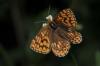 69577 – Photo : Jean Pierre Belot – France (27)