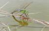 69735 – Photo : Noushka – France (31)