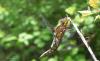 69665 – Photo : Noushka – France (31)