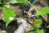69565 – Photo : Bernard DELEFOSSE – France (26)