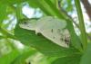 69599 – Photo : Amy – France (52)