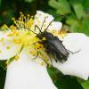 69408 – Photo : Martine Giban – France (36)
