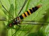 69281 – Photo : Pascal Pertuzon – France (42)