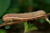 69750 – Photo : Pelouard – France (72)