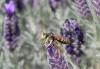 69284 – Photo : Noushka – France (31)
