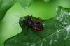69734 – Photo : Jean Pierre Belot – France (95)