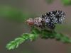 69710 – Photo : Sylvain Houpert – France (77)