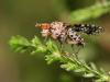 69712 – Photo : Sylvain Houpert – France (77)