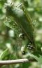 69843 – Photo : Bertrand COTTE – France (39)