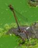 Pyrrhosoma nymphula