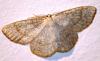 69986 – Photo : David Guedon – France (76)