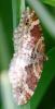 69955 – Photo : David Guedon – France (76)