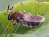 69800 – Photo : David Guedon – France (76)