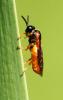 69878 – Photo : David Guedon – France (76)