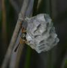 69151 – Photo : Dominique Bataille – France (34)