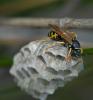 69168 – Photo : Dominique Bataille – France (34)