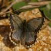 69964 – Photo : Pascal Vigneron – France (52)