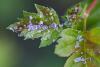 69128 – Photo : Daniel Ventard – France (71)