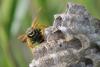69931 – Photo : Robert Henno – France (84)