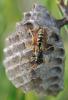 69933 – Photo : Robert Henno – France (84)