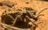 69428 – Photo : sepidium64 – Espagne