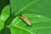 69596 – Photo : Dries Nys – Panama