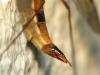 69113 – Photo : Guillaume JACQUEMIN – France (74)