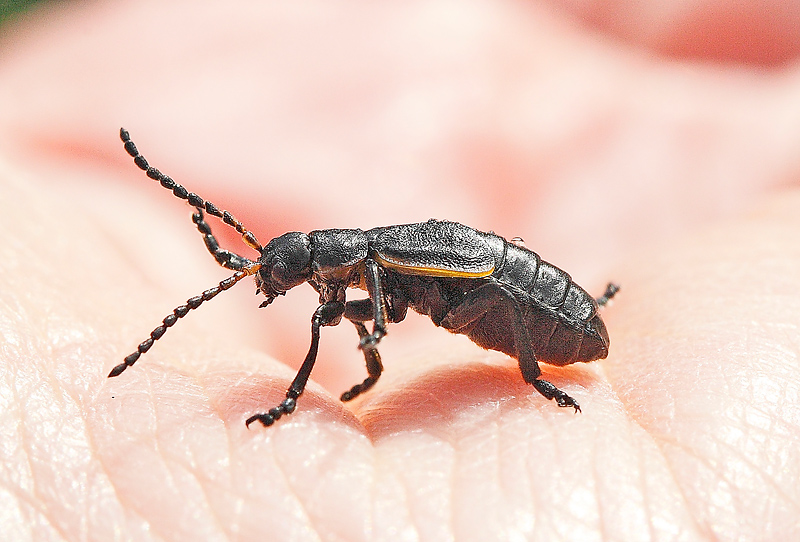 Kriznar Lucie - Arima marginata - réf. 69537 (800 x 542 pixels, 196 ko)