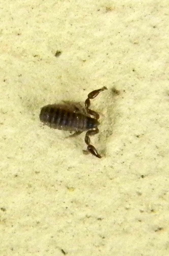 Nicolas Alric - Withius sp. - réf. 69373 (665 x 1009 pixels, 205 ko)
