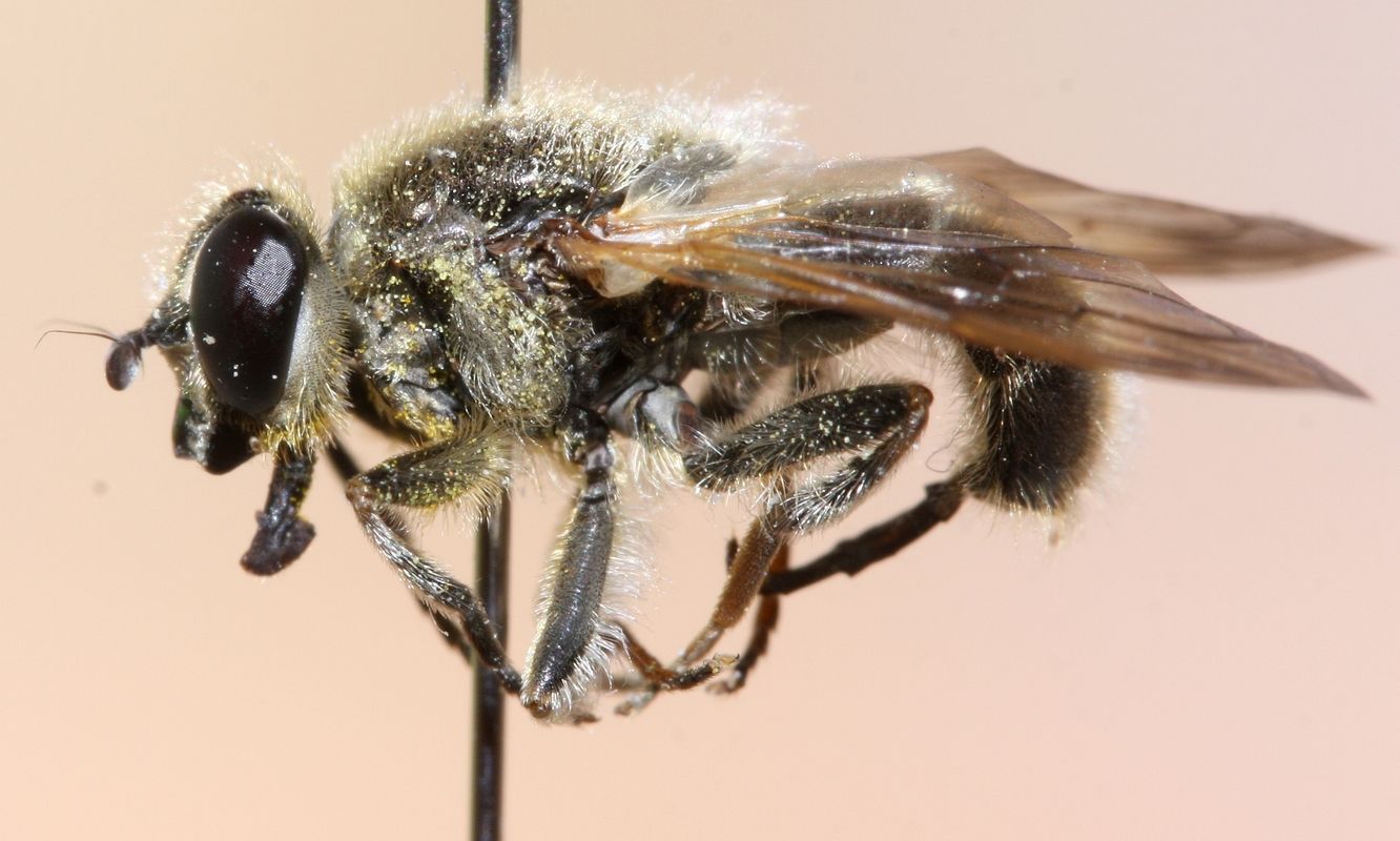 lauriaut - Myolepta obscura - réf. 69143 (1332 x 800 pixels, 131 ko)