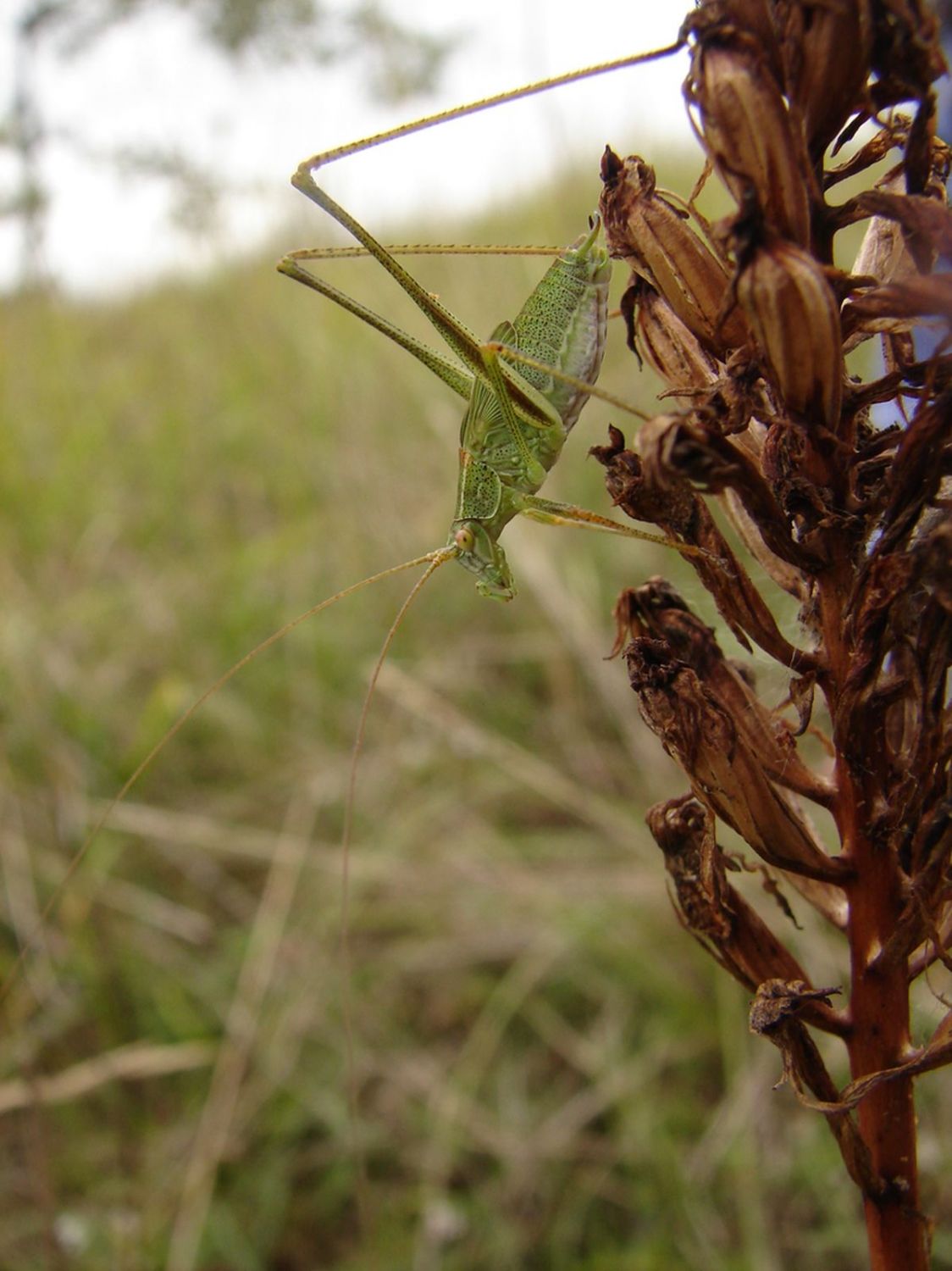 Fred More - Phaneroptera falcata - réf. 69339 (1124 x 1500 pixels, 161 ko)
