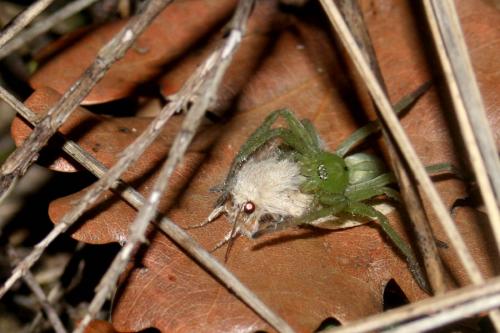 Micrommata ligurina