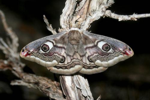 Saturnia pavoniella