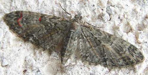 Réf. 7 863 : Eupithecia abbreviata