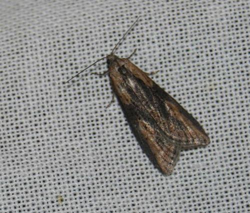 Réf. 7 661 : Doloploca punctulana