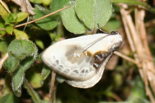Cilix glaucata