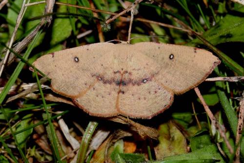 Réf. 7 658 : Cyclophora puppillaria