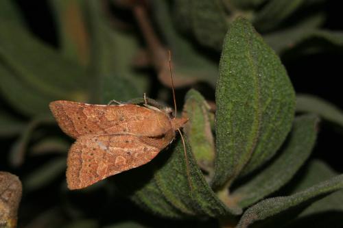 Jodia croceago