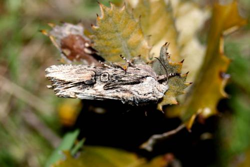 Egira conspicillaris