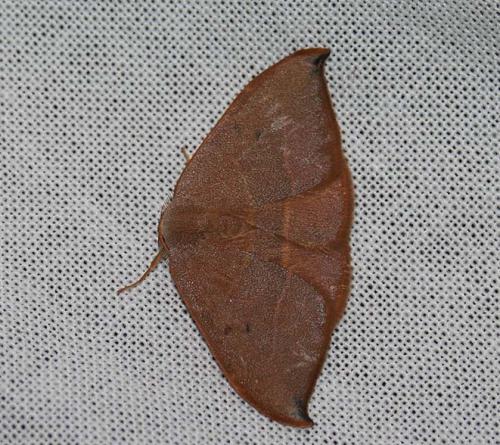 Réf. 7 660 : Watsonalla uncinula