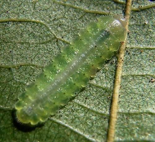 Platycampus luridiventris