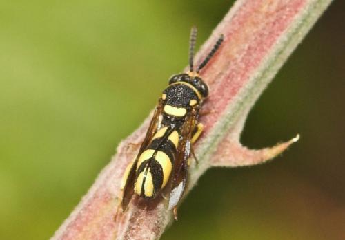 Réf. 7 782 : Leucospis sp.