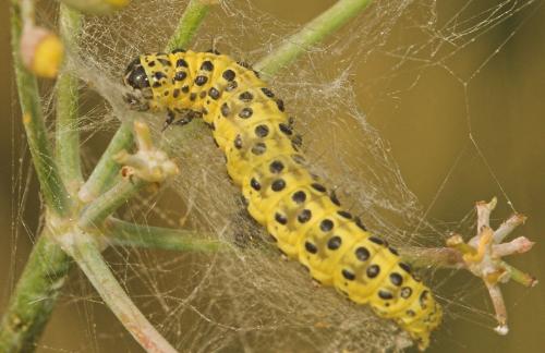 Réf. 7 784 : Sitochroa palealis