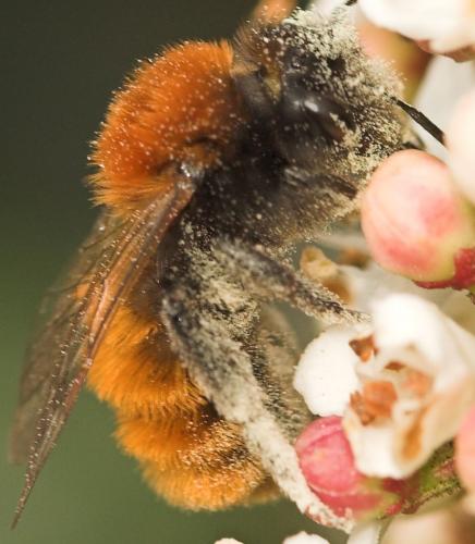 Andrena fulva