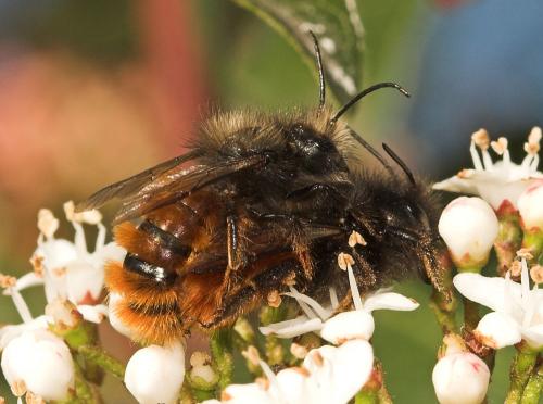 Osmia cornuta