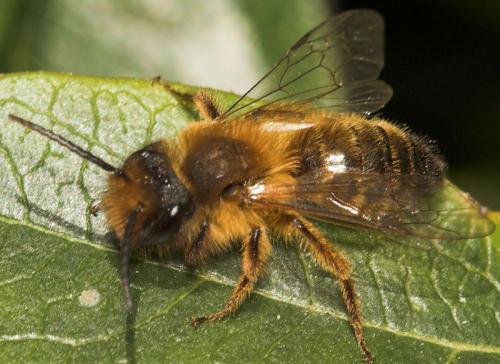 Andrena sp.