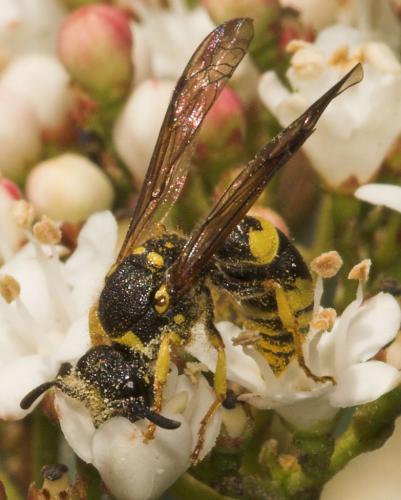 Ancistrocerus sp.
